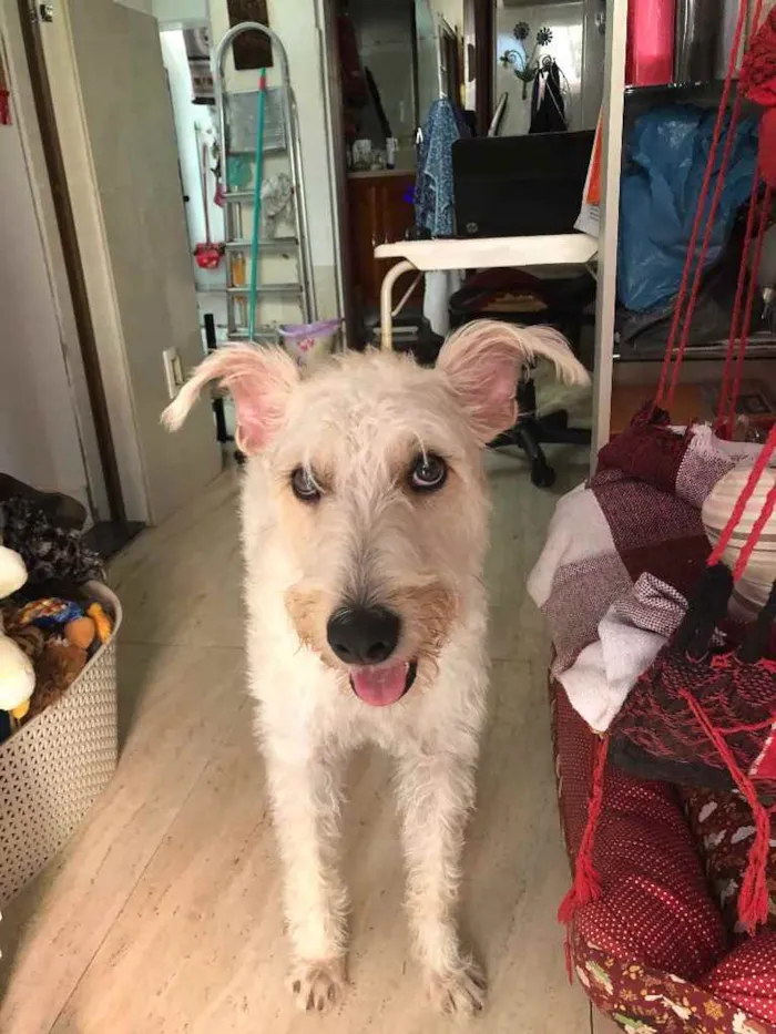 Cachorro ra a Mix  Fox Terrier pelo Duro idade 1 ano nome Denis