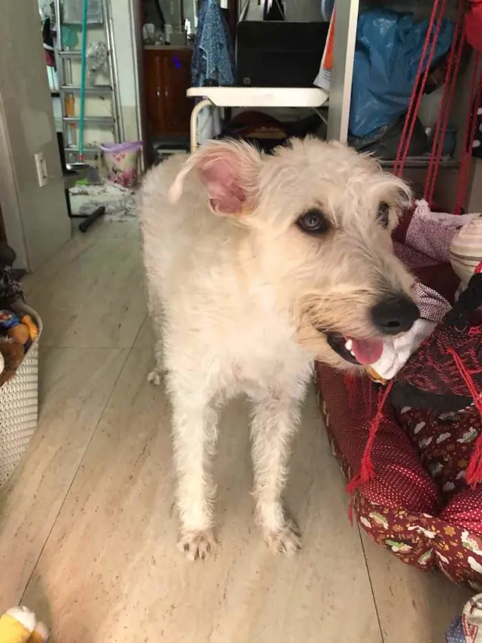 Cachorro ra a Mix  Fox Terrier pelo Duro idade 1 ano nome Denis
