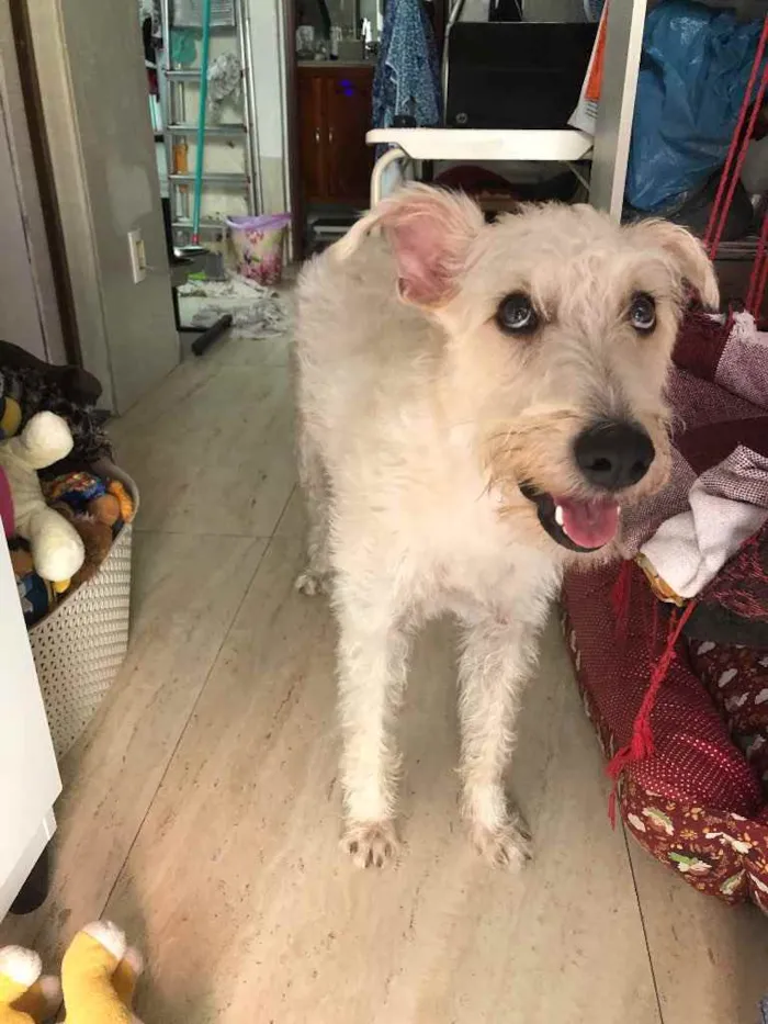 Cachorro ra a Mix  Fox Terrier pelo Duro idade 1 ano nome Denis