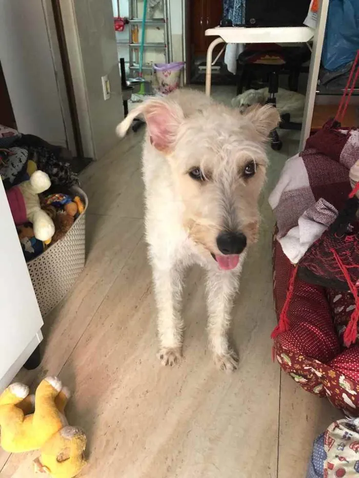 Cachorro ra a Mix  Fox Terrier pelo Duro idade 1 ano nome Denis