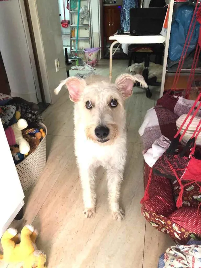 Cachorro ra a Mix  Fox Terrier pelo Duro idade 1 ano nome Denis