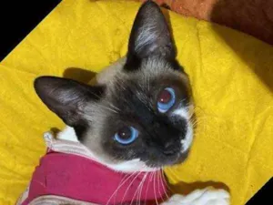 Gato raça SRD idade 2 a 6 meses nome Farofa