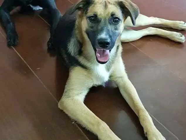 Cachorro raça SRD-ViraLata idade 2 anos nome SOL 