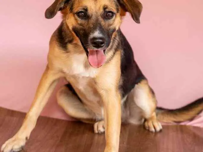 Cachorro raça SRD-ViraLata idade 2 anos nome SOL 