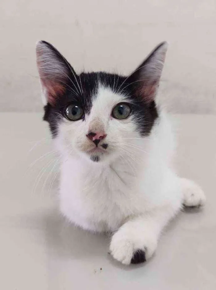 Gato ra a  idade Abaixo de 2 meses nome mimosa