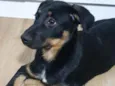 Cachorro raça SRD idade 2 a 6 meses nome LUNNA