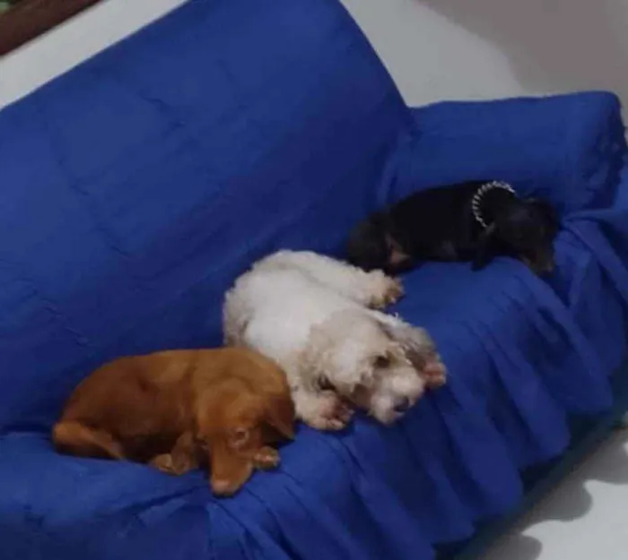 Cachorro ra a Não sei idade 2 anos nome Zoe