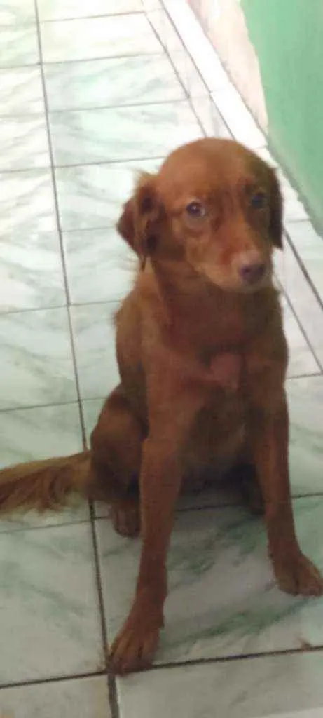 Cachorro ra a Não sei idade 2 anos nome Zoe