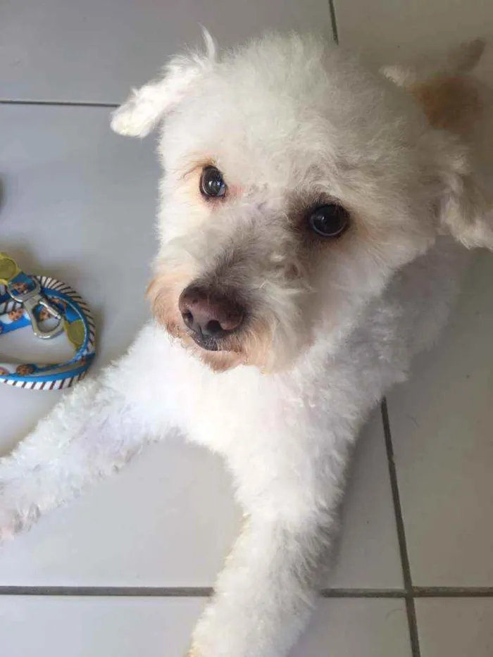 Cachorro ra a poodle idade 6 ou mais anos nome kiko