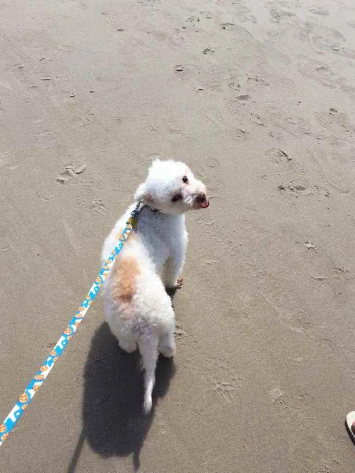 Cachorro ra a poodle idade 6 ou mais anos nome kiko