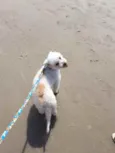 kiko