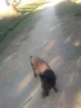 Lobo