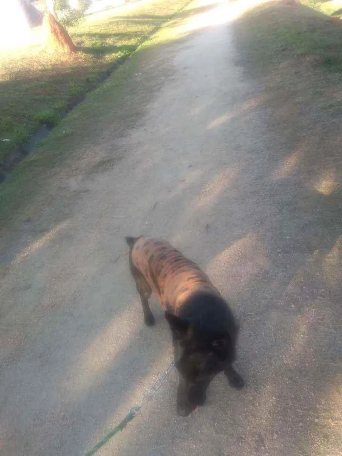 Cachorro ra a Pastor Holandês idade 2 anos nome Lobo