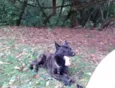 Lobo