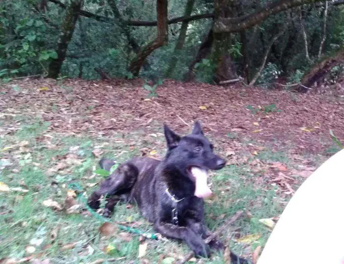 Cachorro ra a Pastor Holandês idade 2 anos nome Lobo