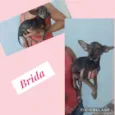Cachorro raça SRD COM PINTCHER idade 2 a 6 meses nome BRIDA