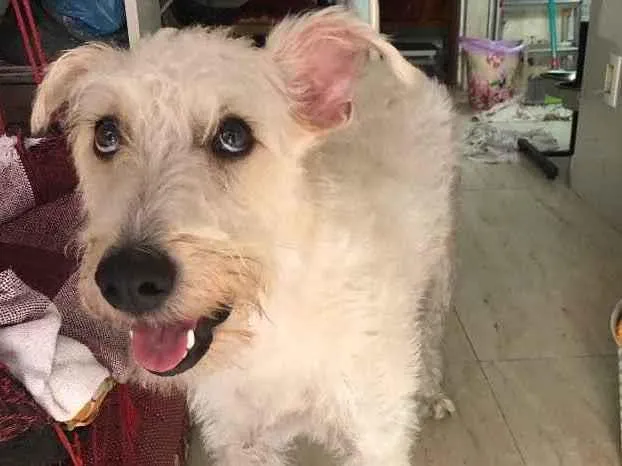 Cachorro ra a Mix  Fox Terrier pelo Duro idade 1 ano nome Denis