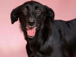 Cachorro raça SRD idade 2 anos nome Nina