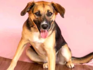 Cachorro raça SRD idade 2 anos nome Sol