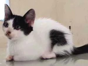 Gato raça  idade Abaixo de 2 meses nome mimosa
