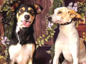 Cachorro raça SRD idade 3 anos nome Leo e Linda