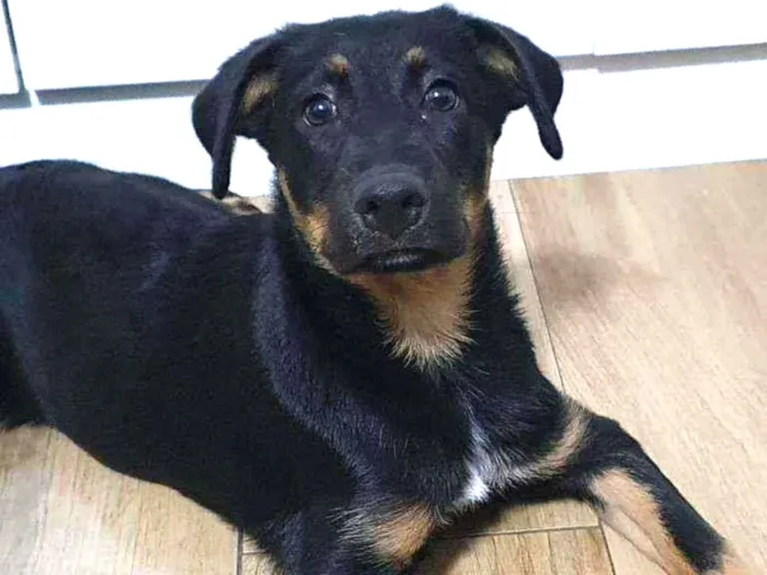 Cachorro raça SRD idade 2 a 6 meses nome LUNNA