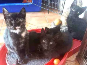 Gato raça SRD idade Abaixo de 2 meses nome Gatinhos