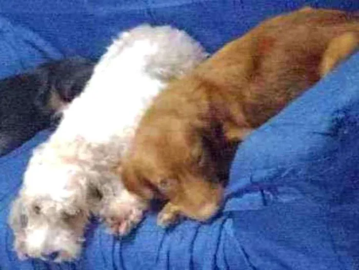 Cachorro ra a Não sei idade 2 anos nome Zoe