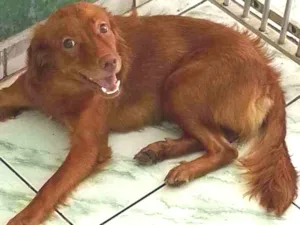 Cachorro raça Não sei idade 2 anos nome Zoe