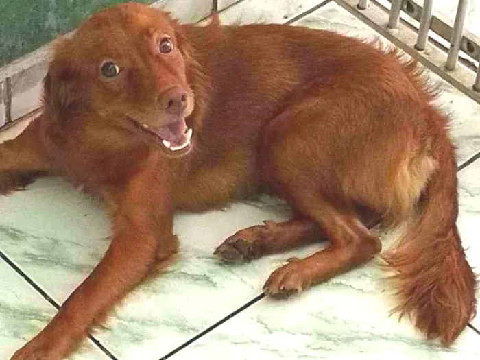 Cachorro ra a Não sei idade 2 anos nome Zoe