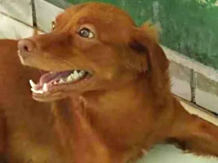 Cachorro ra a Não sei idade 2 anos nome Zoe