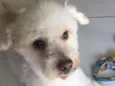 kiko