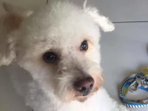 Cachorro raça poodle idade 6 ou mais anos nome kiko