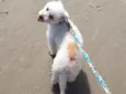 kiko
