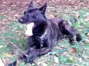Cachorro raça Pastor Holandês idade 2 anos nome Lobo