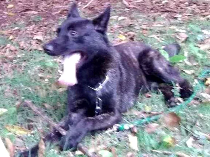 Cachorro ra a Pastor Holandês idade 2 anos nome Lobo