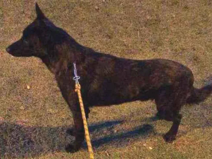 Cachorro ra a Pastor Holandês idade 2 anos nome Lobo