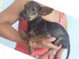 Cachorro raça SRD COM PINTCHER idade 2 a 6 meses nome BRIDA