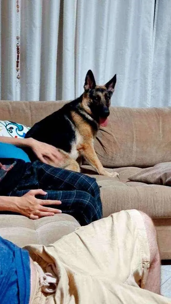 Cachorro ra a Pastor Alemão idade 7 a 11 meses nome Kira