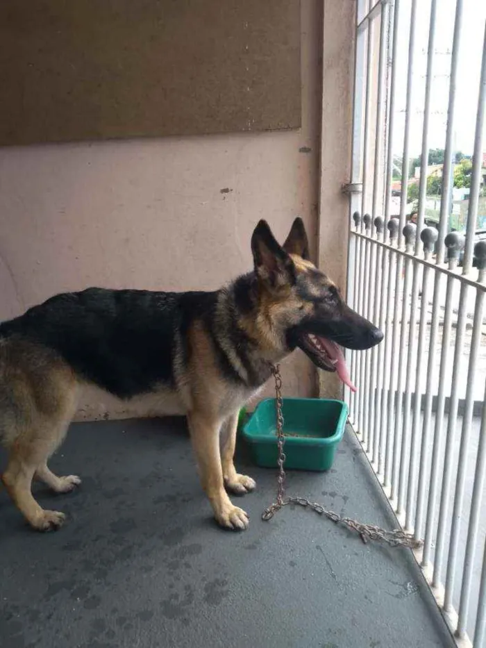 Cachorro ra a Pastor Alemão idade 7 a 11 meses nome Kira