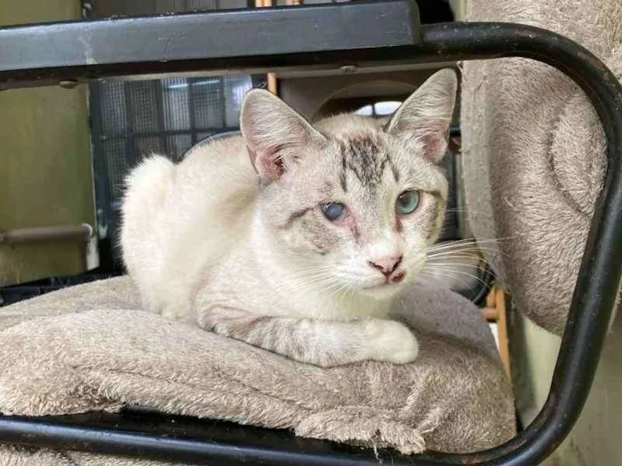 Gato raça SRD idade 1 ano nome Nick Fury