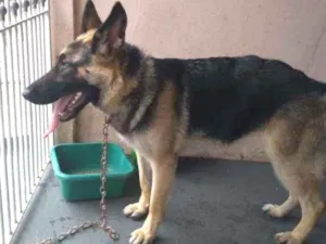 Cachorro raça Pastor Alemão idade 7 a 11 meses nome Kira