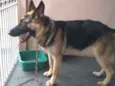 Kira
