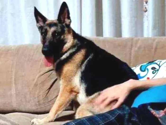 Cachorro ra a Pastor Alemão idade 7 a 11 meses nome Kira