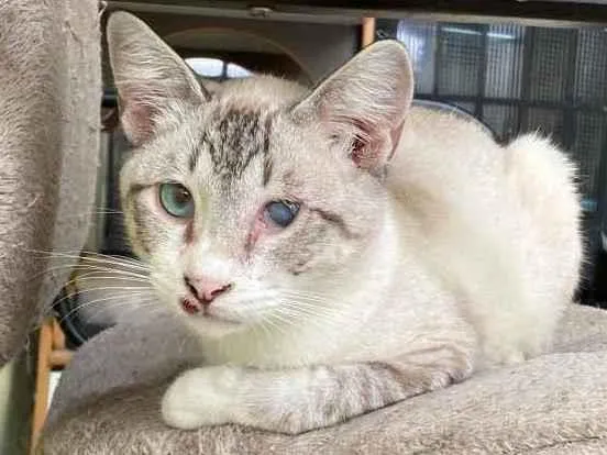 Gato raça SRD idade 1 ano nome Nick Fury