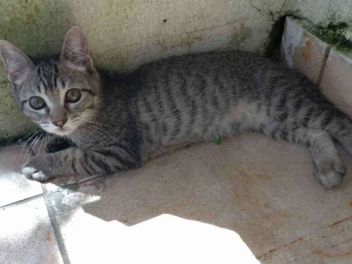 Gato raça SRD idade 2 a 6 meses nome Lili