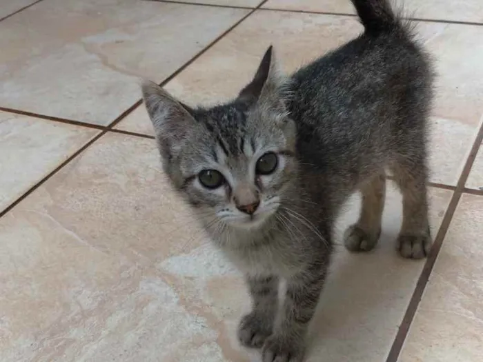 Gato raça SRD idade 2 a 6 meses nome Lili