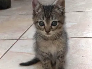 Gato raça SRD idade 2 a 6 meses nome Lili