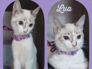 Gato raça SRD  idade 2 a 6 meses nome Lua