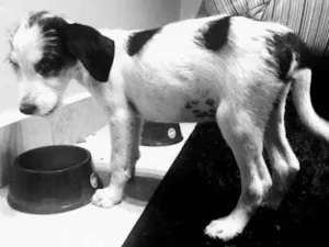 Cachorro raça Sem raça definida idade Abaixo de 2 meses nome Pequi